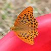 Argynnis paphia2